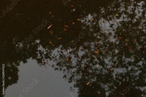 Reflection of tree leaves in a puddle after raining day at park.