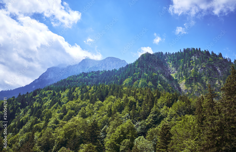 Forest landscape in the Alps. Germany
