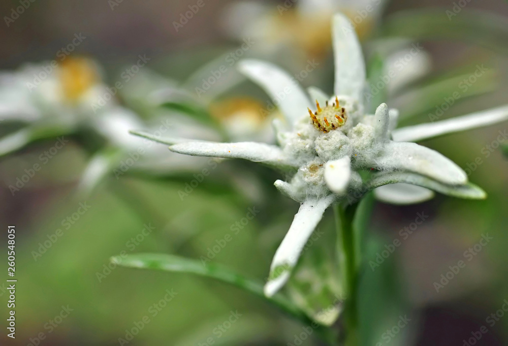 Fototapeta premium Edelweiss