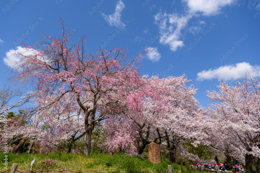 京都植物園の桜