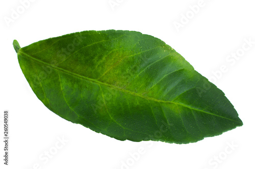 Grapefruit green leaf