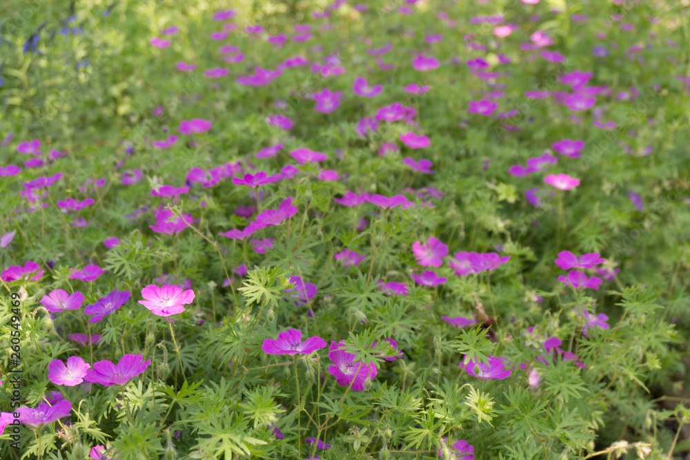 A field with little pink flowers