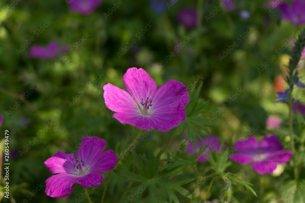 Fototapeta premium Pink garden flower close-up