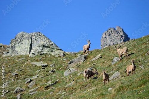 Capra ibex