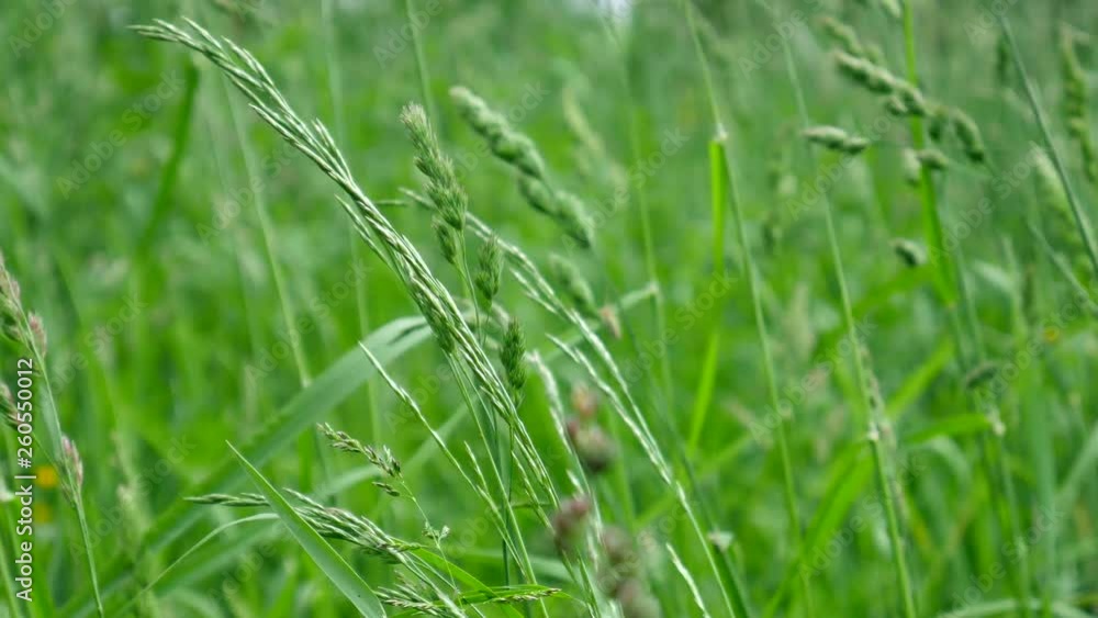 Grass and breeze sunny summer day. Grass and breeze sunny summer day.