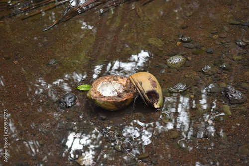 Coconuts broken laying in shallow water