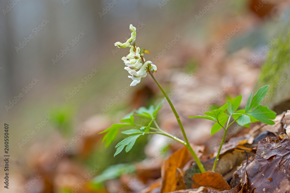 Hollowroot, Corydalis cava. Corydalis cava, violet spring flowers of corydalis, macro, close-up. Purple corydalis flowers in forest on early spring Hollowroot, Corydalis cava. Corydalis cava, violet spring flowers of corydalis, macro, close-up. Purple corydalis flowers in forest on early spring
