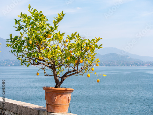 Image of yellow lemon hanging in the air. isolated