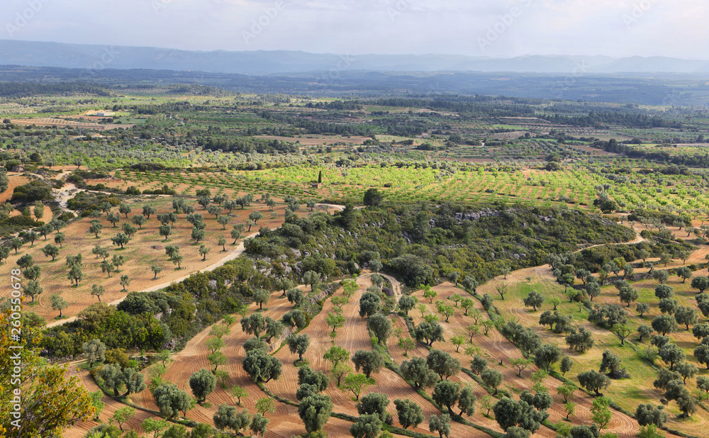 Aerial view of olive trees from ruins of San Antonio in Teruel, spain