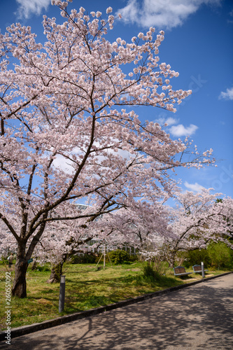 京都植物園の桜