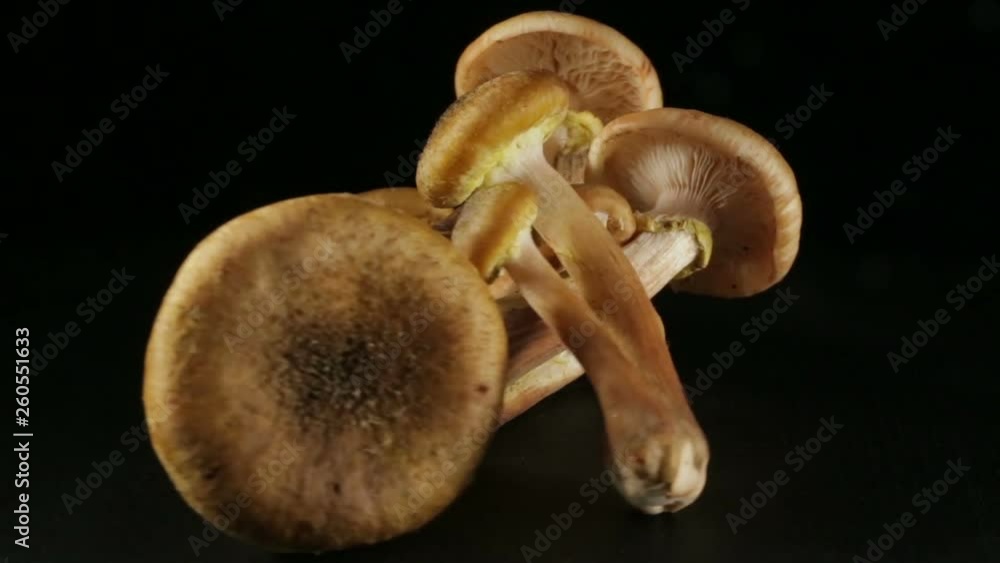 Group of honey mushrooms, in rotation on a black background. Group of honey mushrooms, in rotation on a black background.