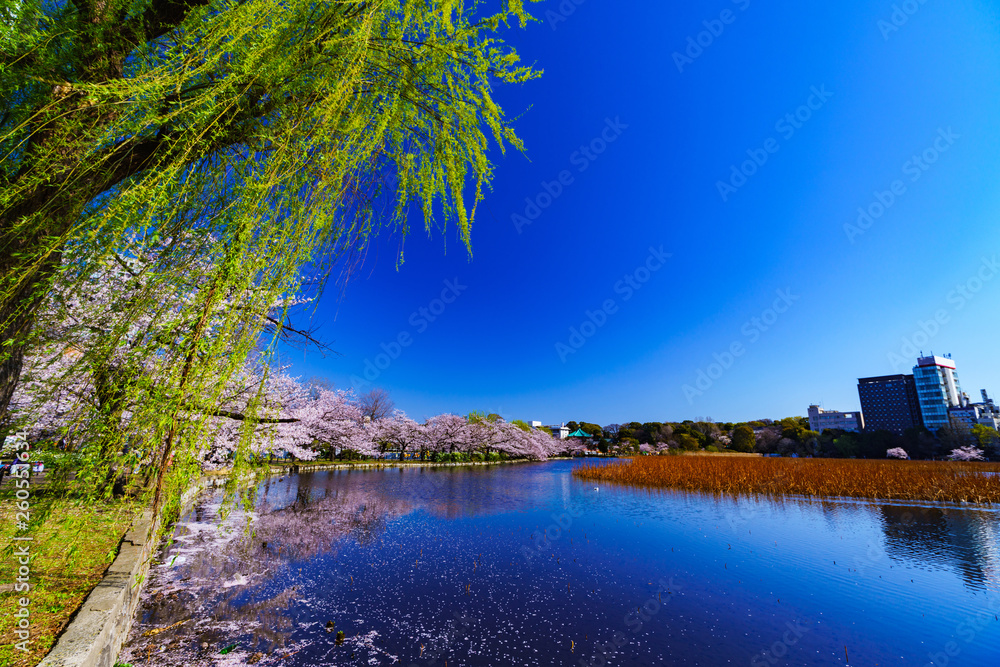 [東京都] 上野公園の不忍池と桜 (No.9028)