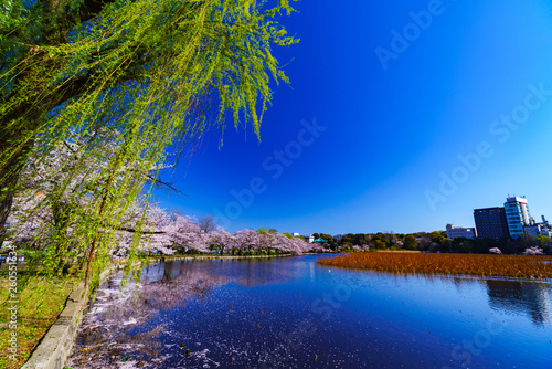 Fototapeta Naklejka Na Ścianę i Meble -  [東京都] 上野公園の不忍池と桜 (No.9028)
