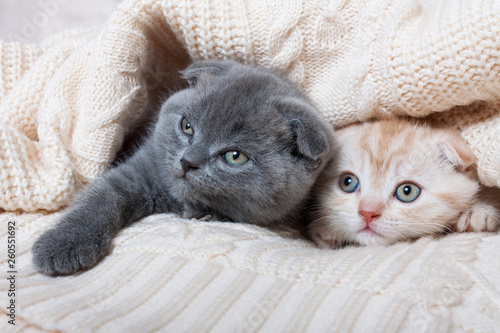 British lop-eared kittens.