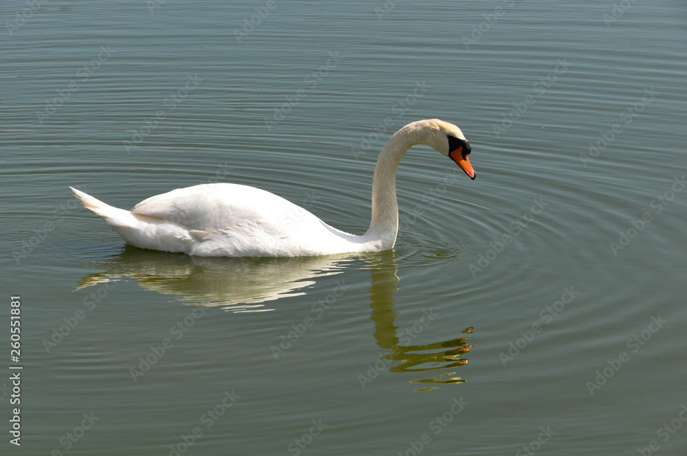 Fototapeta premium Un cygne sur l'île d'Oléron