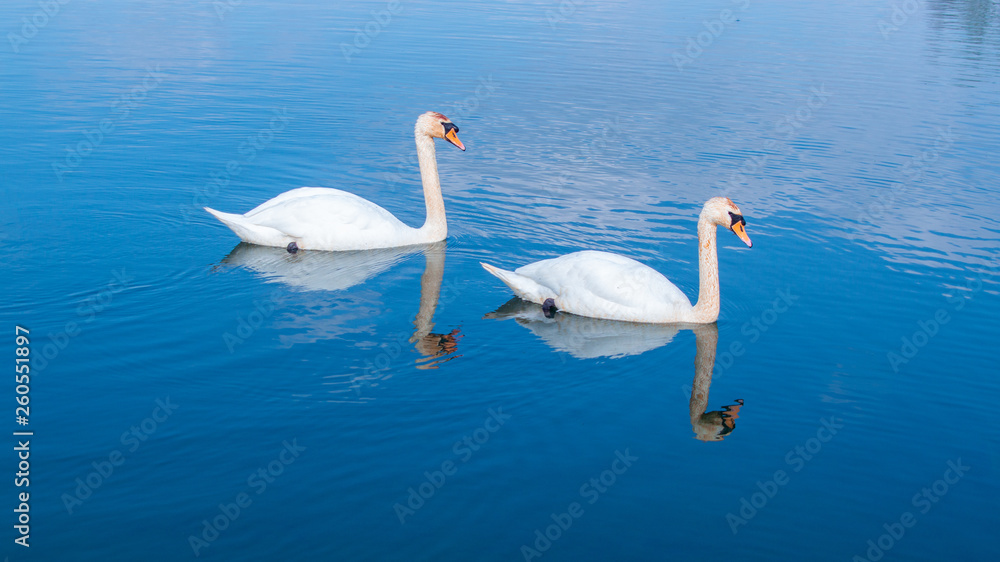 Close up on Large White Mute Swans at eye level on lake with reflections in water Close up on Large White Mute Swans at eye level on lake with reflections in water