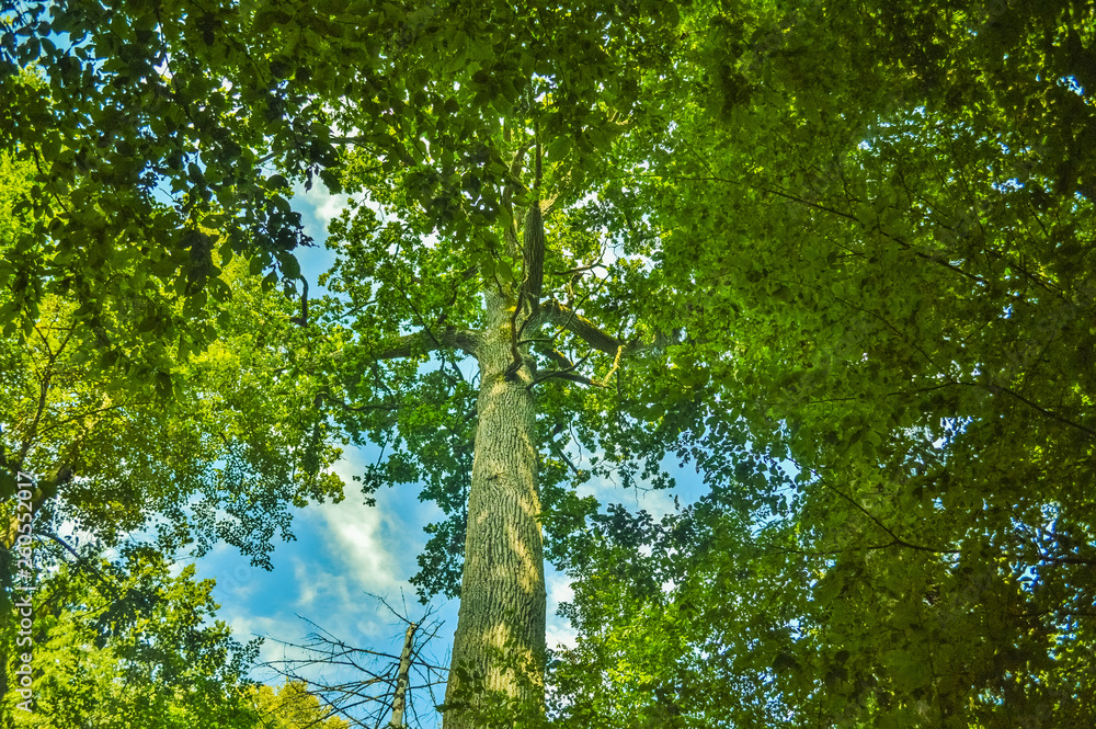 Fototapeta premium A tall tree in the Bialowieza Primeval Forest, Poland and Belarus