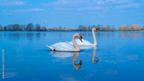 Close up on Large White Mute Swans at eye level on lake with reflections in water