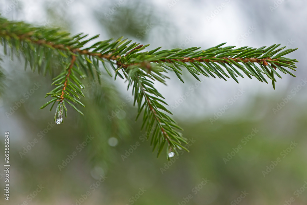 droplets of water on thin branches of yeliniis with a lovely bokeh. spruce branches with beautiful raindrop in the early spring droplets of water on thin branches of yeliniis with a lovely bokeh. spruce branches with beautiful raindrop in the early spring