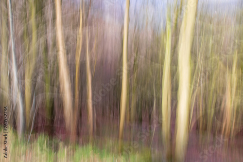 abstract blur forest