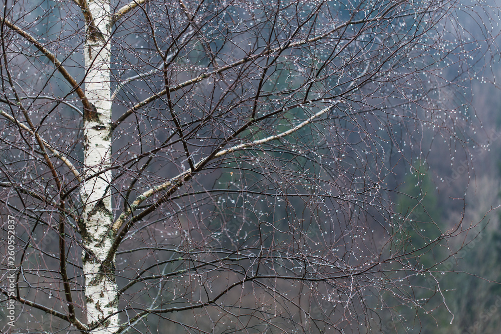 drops of water on thin branches of birch with a beautiful bokeh. Birch branches with beautiful raindrops drops of water on thin branches of birch with a beautiful bokeh. Birch branches with beautiful raindrops