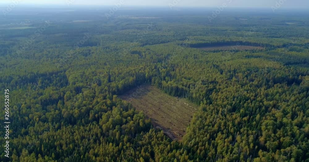 Logging machine cutting down trees, cutting branches and laying trunks for further transportation to the woodworking factory. Copter ( drone ) shooting Logging machine cutting down trees, cutting branches and laying trunks for further transportation to the woodworking factory. Copter ( drone ) shooting