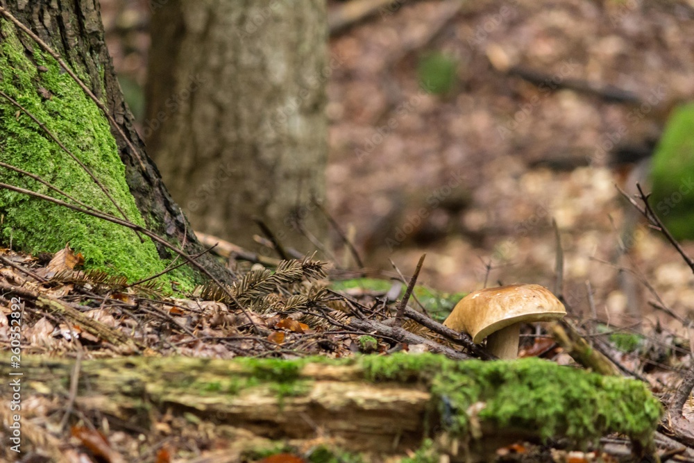 Obraz premium White mushroom under the tree
