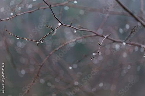 drops of water on thin branches of birch with a beautiful bokeh. Birch branches with beautiful raindrops