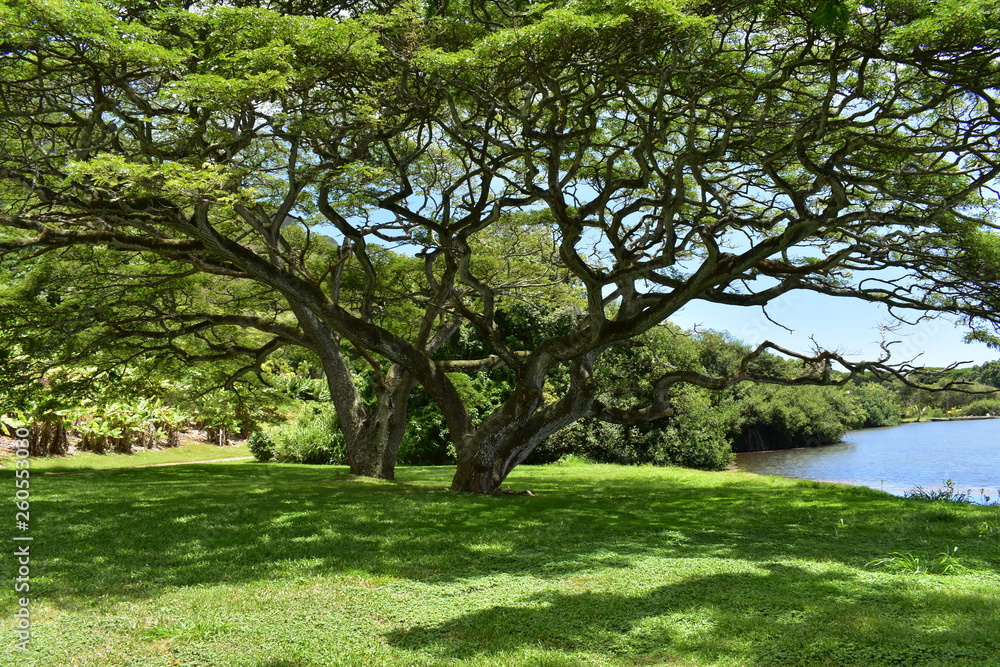 Stange branching trees in a forest along the ocean with roots and branches stretching everywhere Stange branching trees in a forest along the ocean with roots and branches stretching everywhere