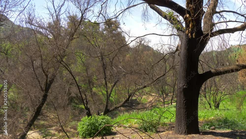 Burnt trees after the huge fire in Malibu - travel photography Burnt trees after the huge fire in Malibu - travel photography