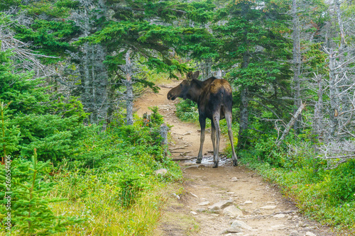 Obraz na płótnie Moose, in Cape Breton Highlands National Park w salonie