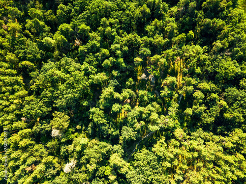 Green natural foliage forest in summer sunny day. Aerial view from the drone. Natural background