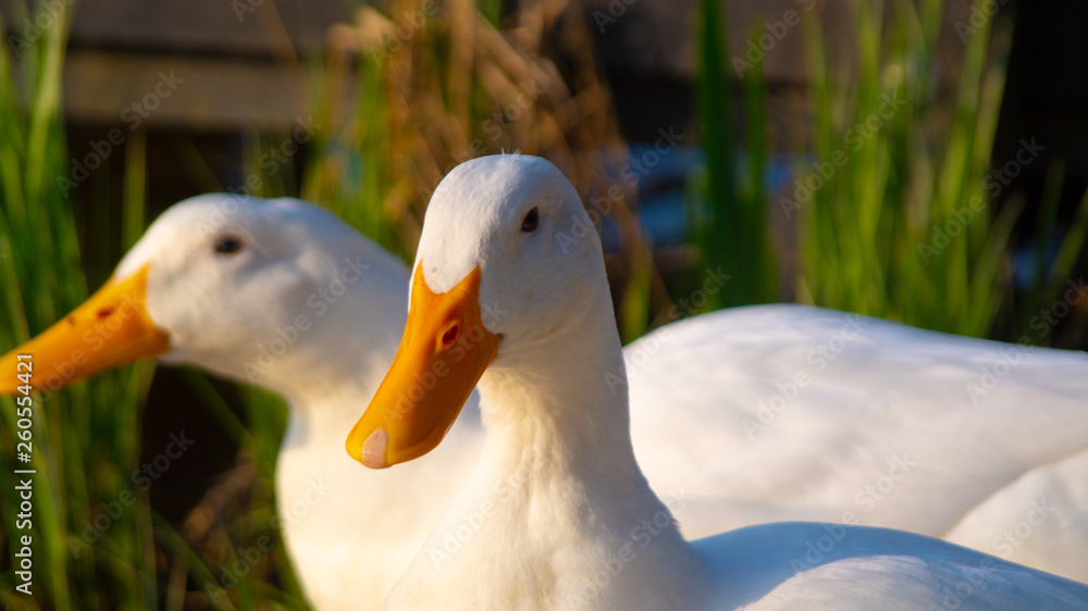 Large White Heavy Pekin Aylesbury Duck on Pond Large White Heavy Pekin Aylesbury Duck on Pond