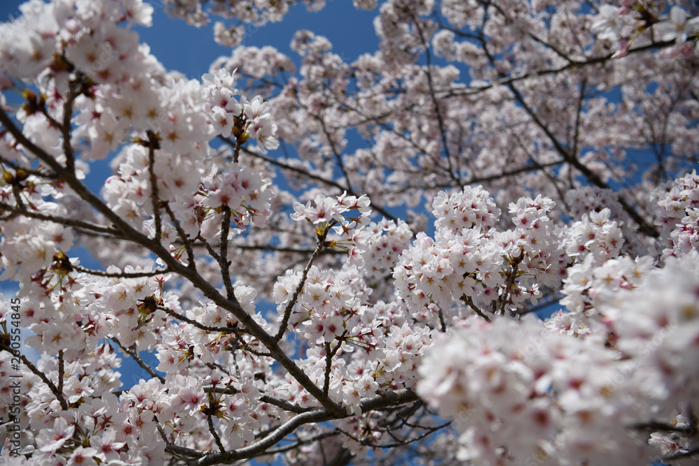 京都　鴨川の桜