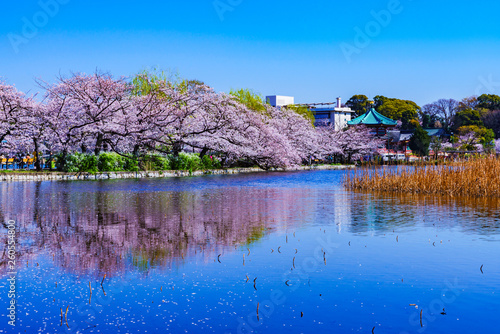 Photography Spring Ueno park in Tokyo Japan