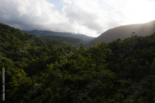 Wallpaper Mural Foret tropicale Torontodigital.ca