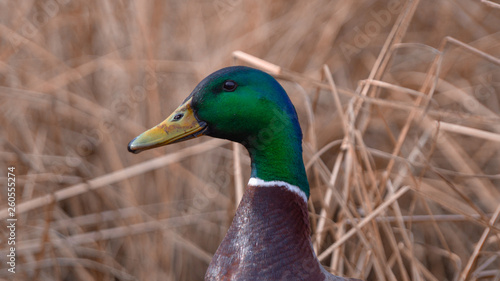 Close up on Male Drake Mallard Duck