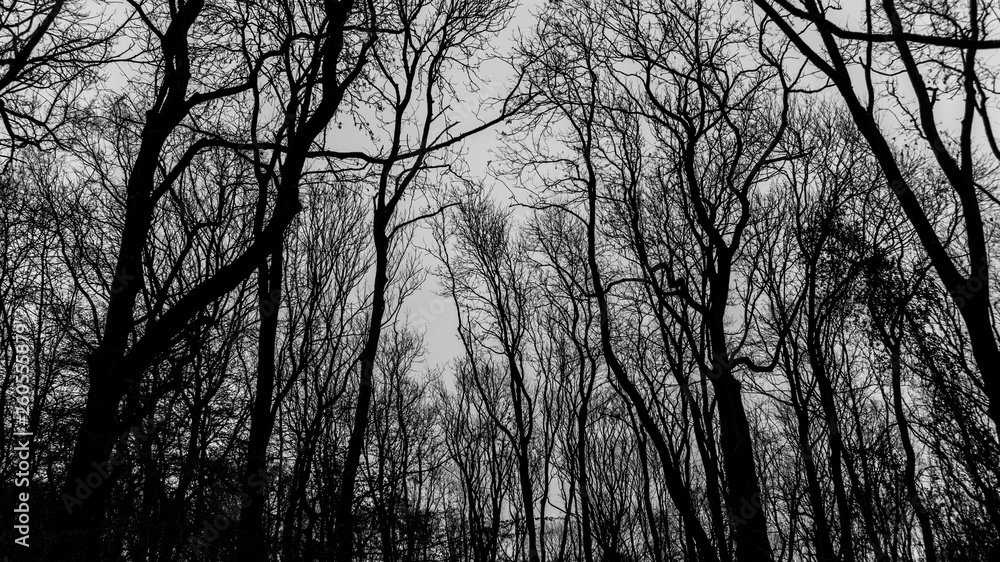 Black and White forest sign low angle view Black and White forest sign low angle view