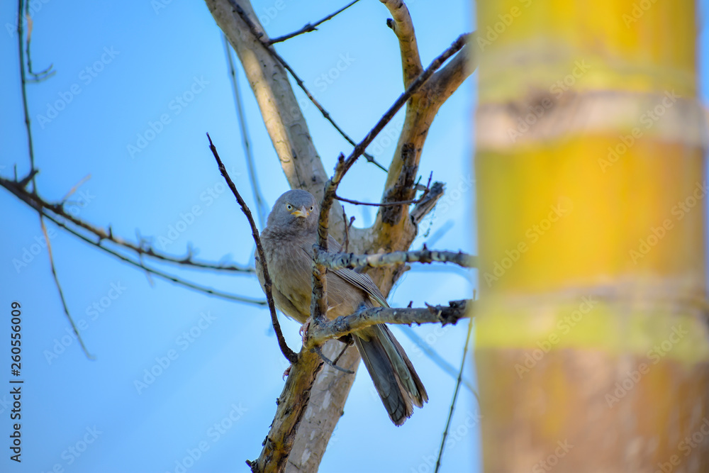 Dove in the tree Dove in the tree