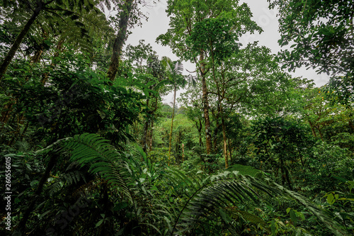 Forêt tropicale