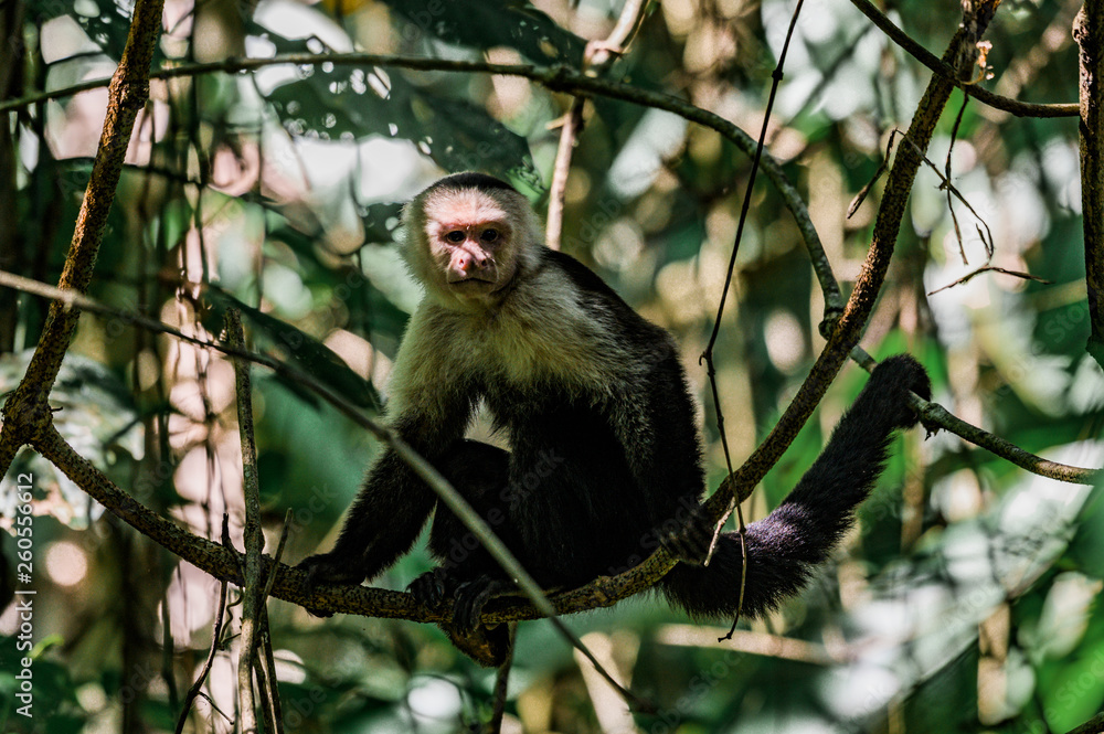 Naklejka premium Singe