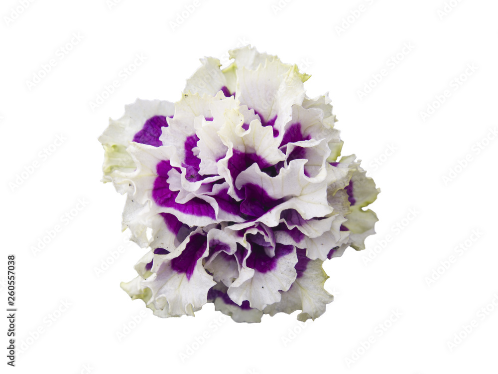 white violet on a white background