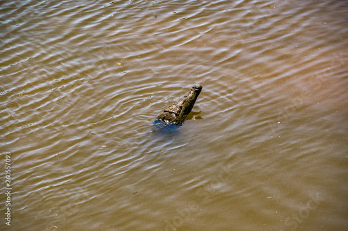 Crocodile © Mathieu