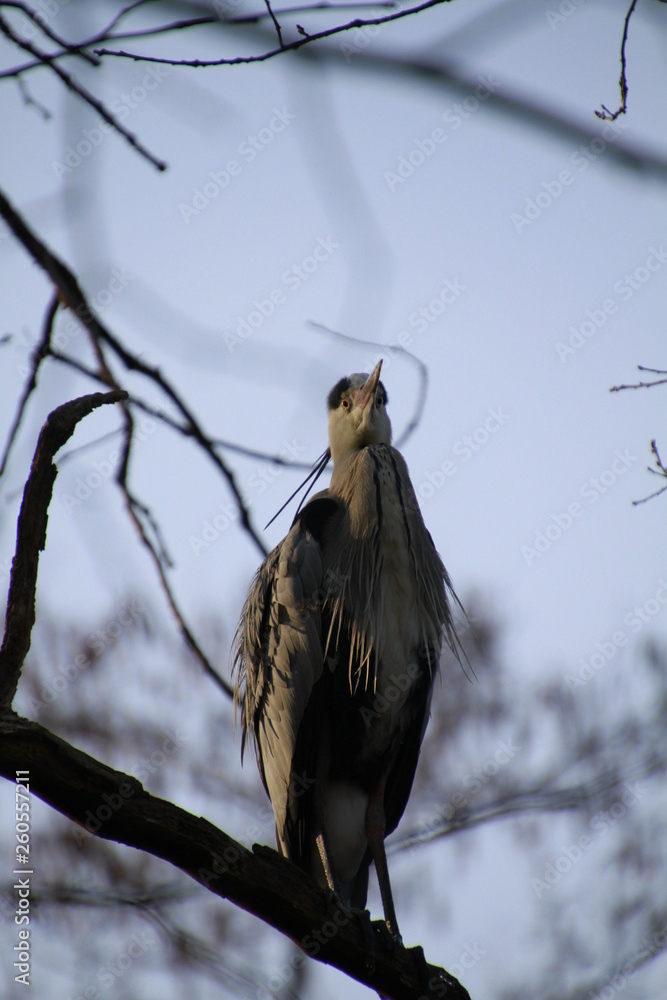 Fototapeta premium Graureiher Vogel