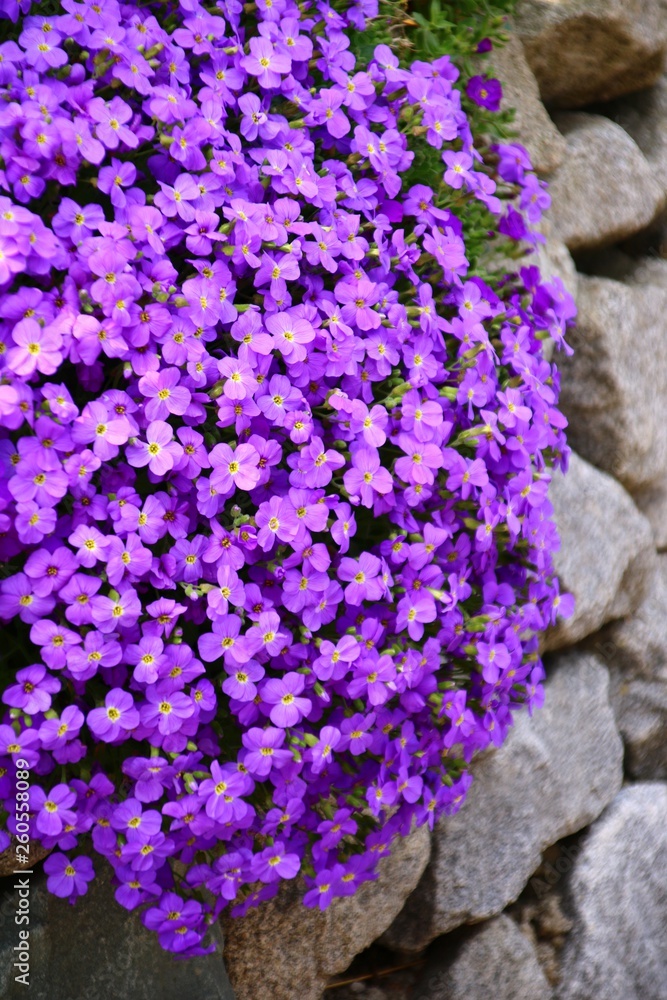 Obraz premium blaukissen Aubrieta