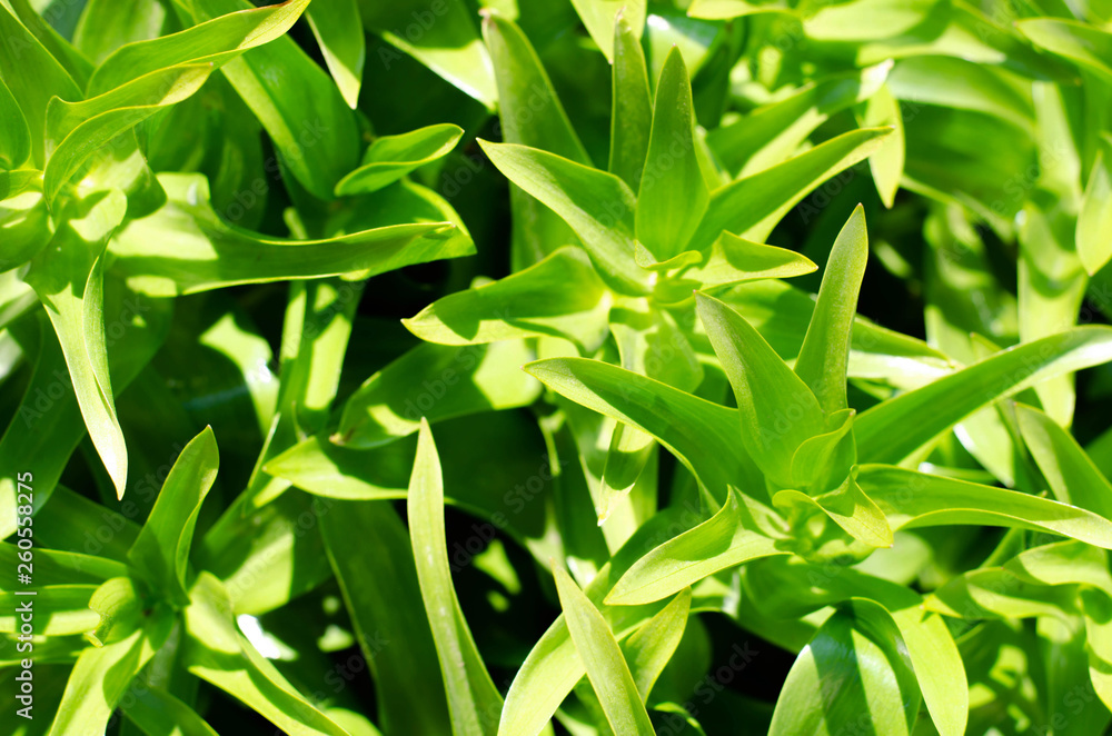 Abstract background from a variety of green leaves of a living bush. Abstract background from a variety of green leaves of a living bush.