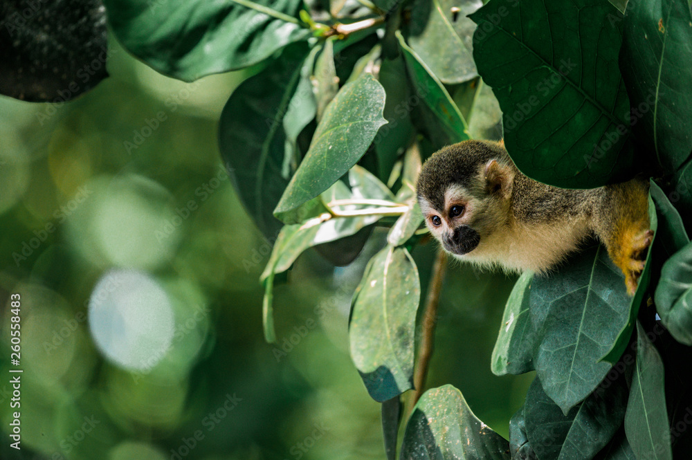 Fototapeta premium Singe