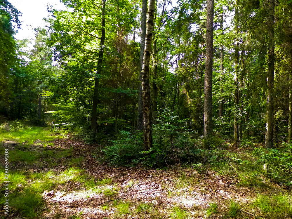 Fototapeta premium Green forest in sunny day.