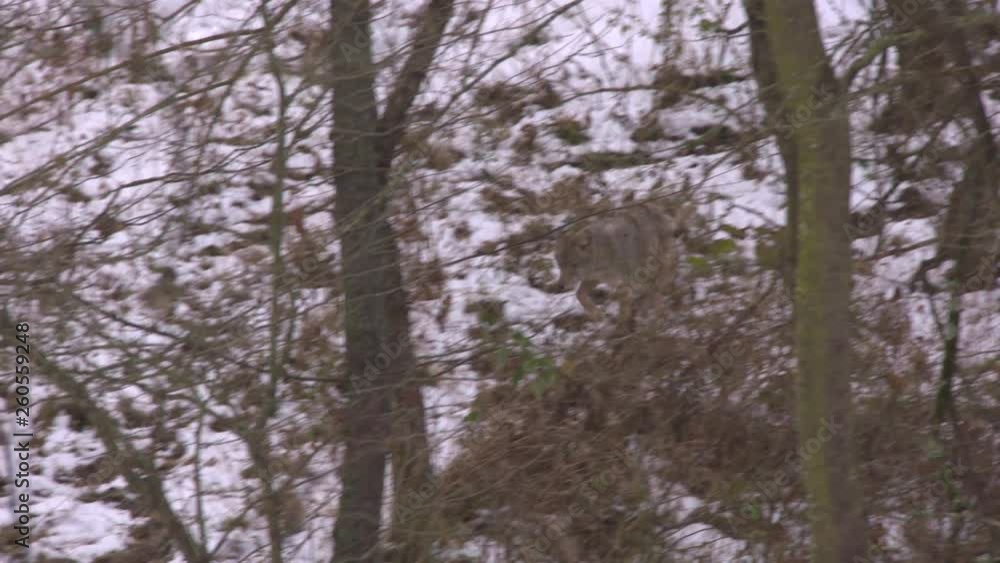 a coyote in the wild a coyote in the wild