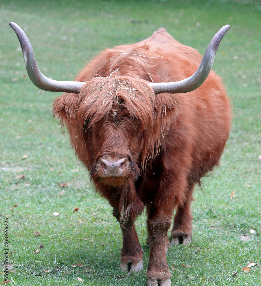 yak with long brown hair